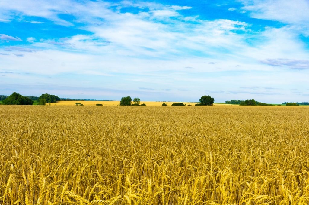 Rengeteg ukrán gabona érkezik az Európai Unió területére, így Magyarországra is
