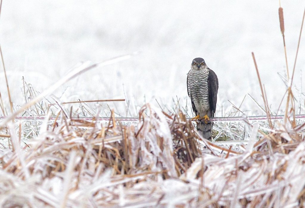 A karvalyok télen napi rendszerességgel látogatják a madáretetőket, ahonnan madarakat zsákmányolnak - Fotó: Palcsek István