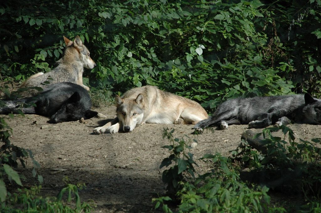 Farkasok pihennek fogságban