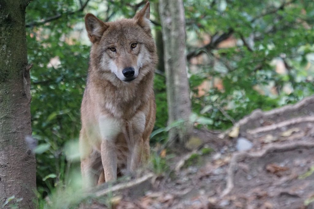 A félelem és a farkasok létezése hosszú ideje egybefonódik az emberiséghez fűződő kapcsolatban