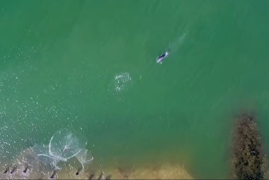 Különleges együttműködés alakult ki Brazília egy tengerparti városában a vadon élő delfinek és a helyi halászok között: az emberek az állatok testbeszédéből olvasva tanulták meg, mikor kell bedobniuk a hálót - Forrás: Youtube