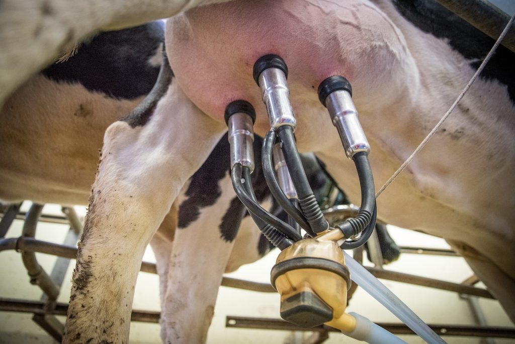 A különböző tanulmányokból származó megfigyelések szerint a tehenek tejtermelésének csökkenése gyakori, ha a bezárási idő meghaladja a 4 órát