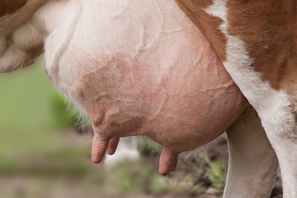 Az átmeneti időszakban lévő tejelő tehenek hajlamosabbak a hosszabb fejési időre, mivel az állatot szorosan figyelemmel kell kísérni az ellés utáni értékelések és az egészségügyi rendellenességek kezelése céljából
