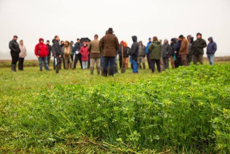 Lucerna fedi a talajt november elején, a háttérben a Regeneratív mezőgazdaság témájú képzés - Fotó: ÖMKi