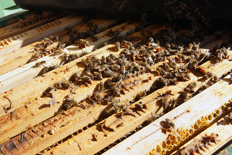 „A közhiedelemmel ellentétben a méhek nem alszanak téli álmot - Fotó: Új Ember