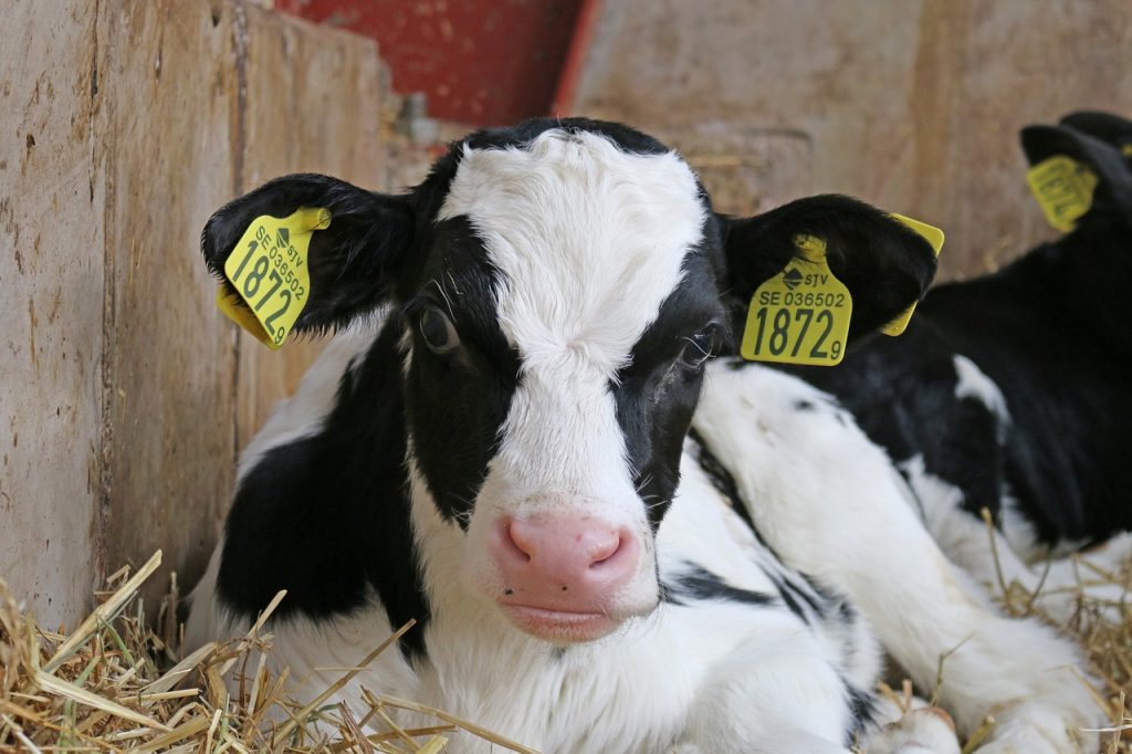 Az éghajlatváltozás okozta hőstressz súlyos negatív következményekkel járhat a tejelő tehenek egészségére és termelékenységére nézve. A tejelő tehenek anyagcseréje magas, emiatt kevésbé tolerálják a magas hőmérsékletet