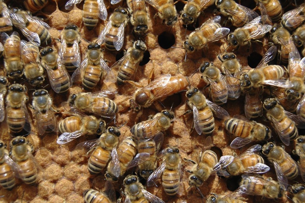 az, aki fejleszti a zöld készségeit, nagyobb eséllyel fog munkát találni a jövőben, három új program támogatja a méhészet hatékonyságának növelését - közölte a Kislépték Egyesület