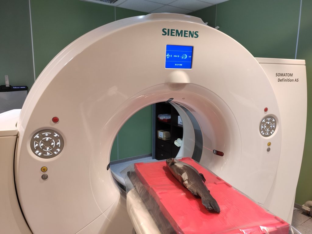 Szivárványos pisztráng CT vizsgálata