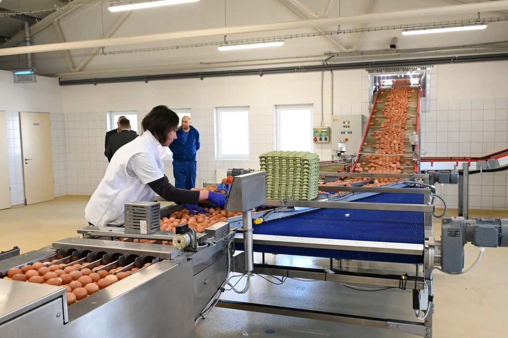 Dolgozó a Gyermelyi Zrt. 1,4 milliárd forintos beruházással létrehozott tojástermelő egységében az átadása napján Máriahalmon 2023. április 20-án - Fotó: MTI/Máthé Zoltán