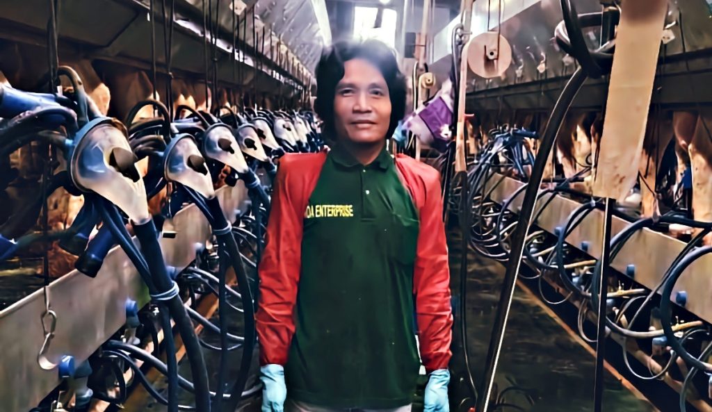 Thai munkatárs egy hazai tehenészeti telepen