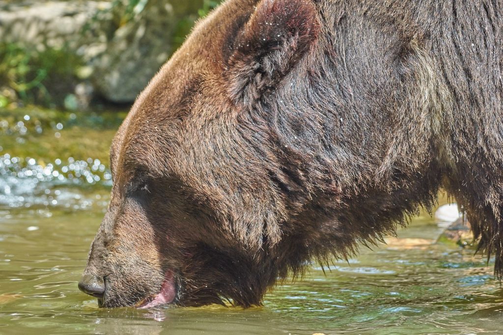 Az olasz környezetvédelmi minisztérium külföldre szeretne áttelepíteni medve példányokat Trentino-Alto Adige régióból - képünk illusztráció