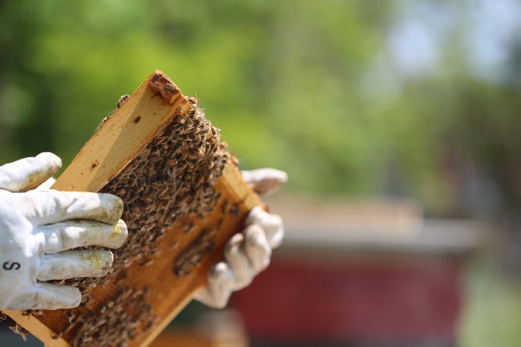 A 2022-es méhészeti és méztermelési szezont a szélsőséges időjárás határozta meg, mégsem mindenütt zártak rossz évet a méhészek