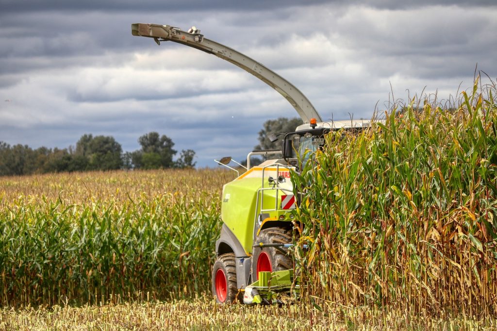 Fogy az aflatoxinmentes kukorica, az ukrán terménystop pedig még rontott is a helyzeten a Magyar Bioüzemanyag Szövetség közleménye szerint