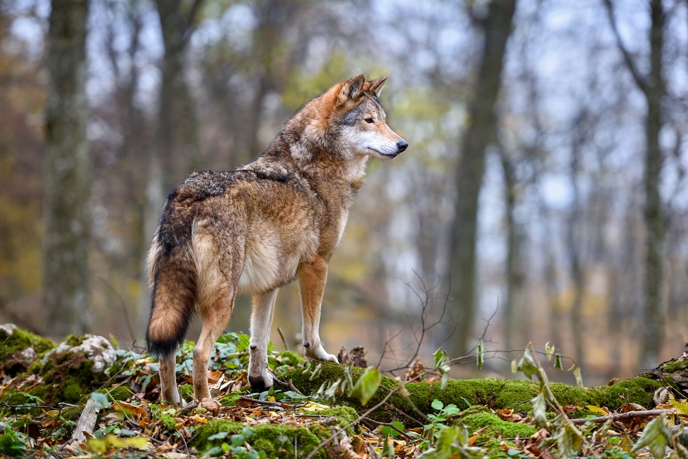 A szürke farkas viselkedését és táplálkozását vizsgálták a szakemberek, köztük magyarok is