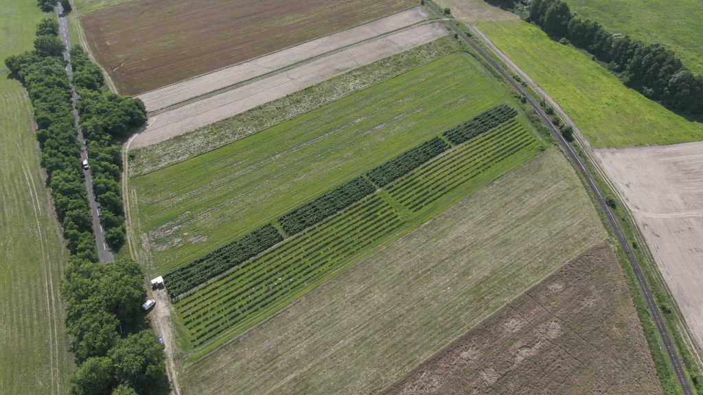 Drónnal készített felvétel a bogyósgyümölcs sorokról