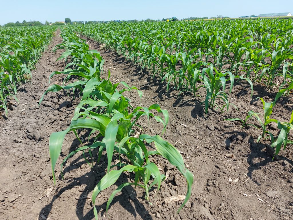 A kukorica tervezett 871,2 ezer hektár vetésterületének 23,3 százaléka Észak-Alföldön, 21,9 százaléka Dél-Alföldön és 19,6 százaléka a Dél-dunántúli régióban található - Fotó: Magro.hu, CSZS, Nádudvar, 2023