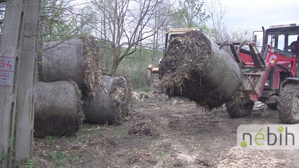 Kirívóan súlyos hiányosságokat és 13 tetemet talált a Nébih egy tornaszentjakabi szarvasmarhatartónál - Fotó: Nébih