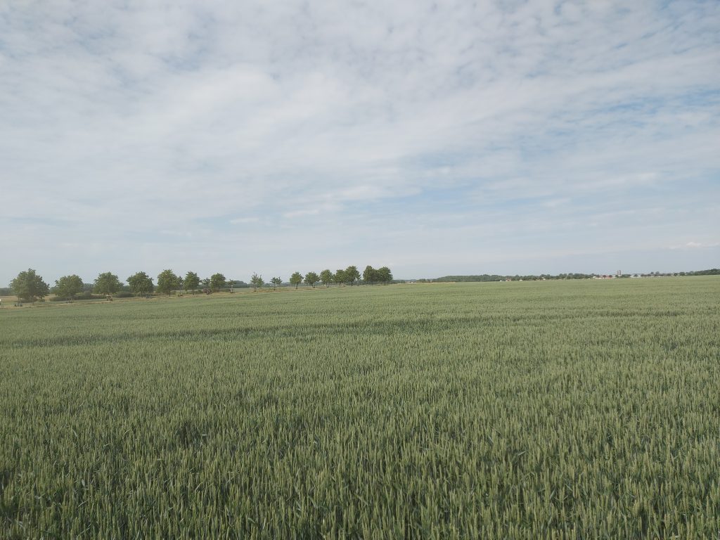 A gabona betakarítása után is lényeges és hasznos a talaj takarása, a NAK közölt részleteket a Helyes Mezőgazdasági és Környezeti Állapot aktualitásairól - Fotó: Magro.hu, CSZS, Svédország, Skåne megye, Bjuv község 2023