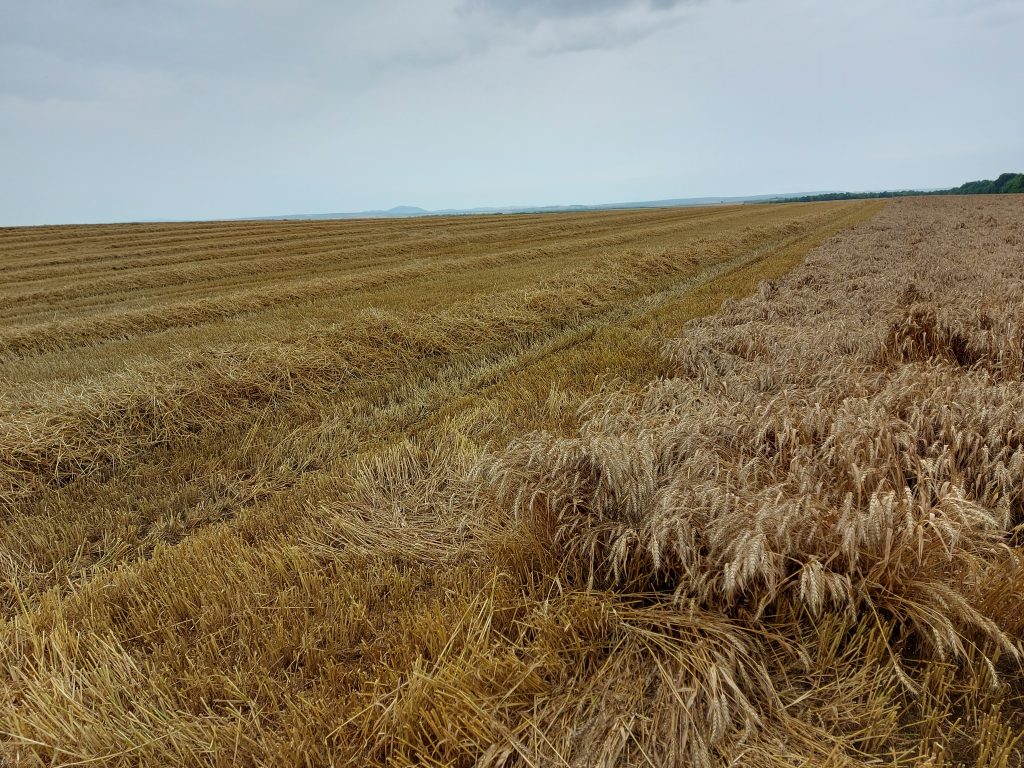 Tavaly 19 százalékkal kevesebb tranzakció keretében 21 százalékkal kisebb termőföld-terület cserélt gazdát, mint egy évvel korábban, a termőföldek áremelkedése viszont továbbra is töretlen - Fotó: Magro.hu, CSZS, Dunaszekcső, aratás, 2023