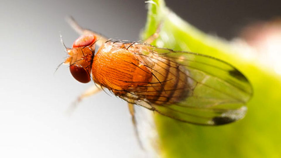 Az Észak-Karolinai Állami Egyetem kutatói a genetikai ollón alapuló technológiával igyekeznek visszaszorítani a pettyesszárnyú muslica (Drosophila suzukii) populációit - Fotó: A farmosi fügés ember blogja