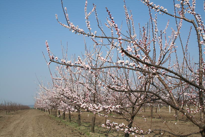 Digitalizált öntözőrendszer készül Sóskúton a gyümölcsültetvényekre, a képen a kajszibarack virágzása a támogatásban kedvezményezett Sóskút Fruct Gyümölcstermelő Kft. területén
