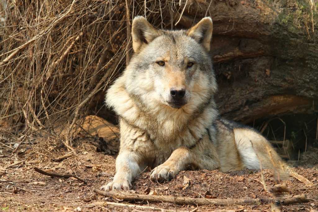 Steffi Lemke szövetségi környezetvédelmi miniszter a problémás farkasok további kilövésére szólított fel - képünk illusztráció