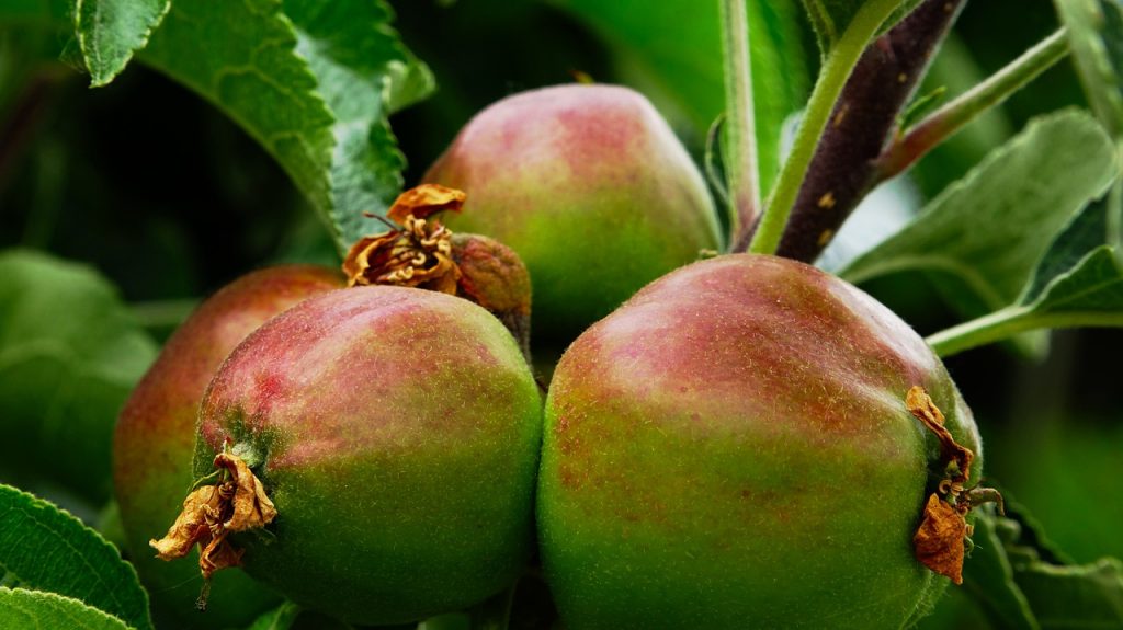   Az elegendő csapadéknak köszönhetően az alma méretével sem lesz gond ebben a szezonban, a szakemberek szerint még az öntözetlen ültetvényekben is már most akkora vagy még nagyobb a gyümölcsök mérete, mint tavaly betakarításkor 
