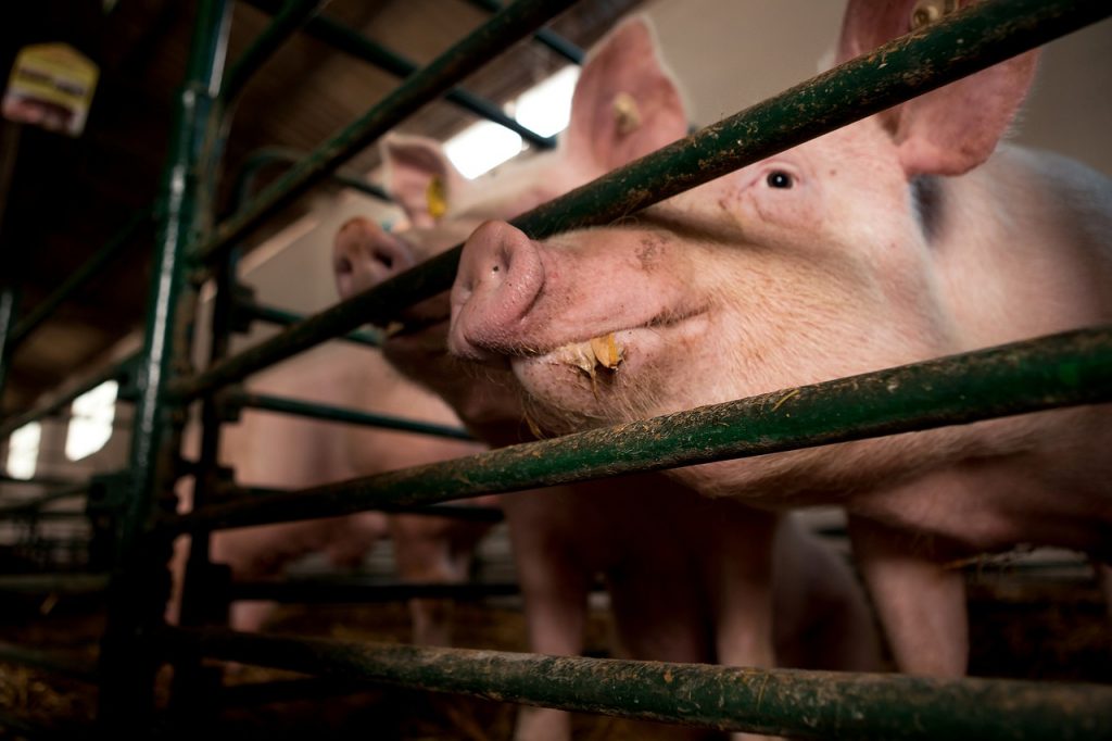 A jogszabály emlékeztet a különböző, többnyire nem sertéshúst termelő amerikai államokban 10-15 évvel ezelőtt indított kezdeményezési hullámra, amikor több mint 10 államban betiltották a kocaszállók használatát