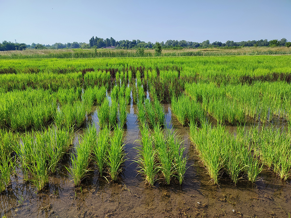 A MATE Szarvason található, Galambosi Rizskísérleti Telepén a kutatások egyik legfőbb célja az, hogy a rizstermesztés jelentős vízigényét csökkenteni tudják