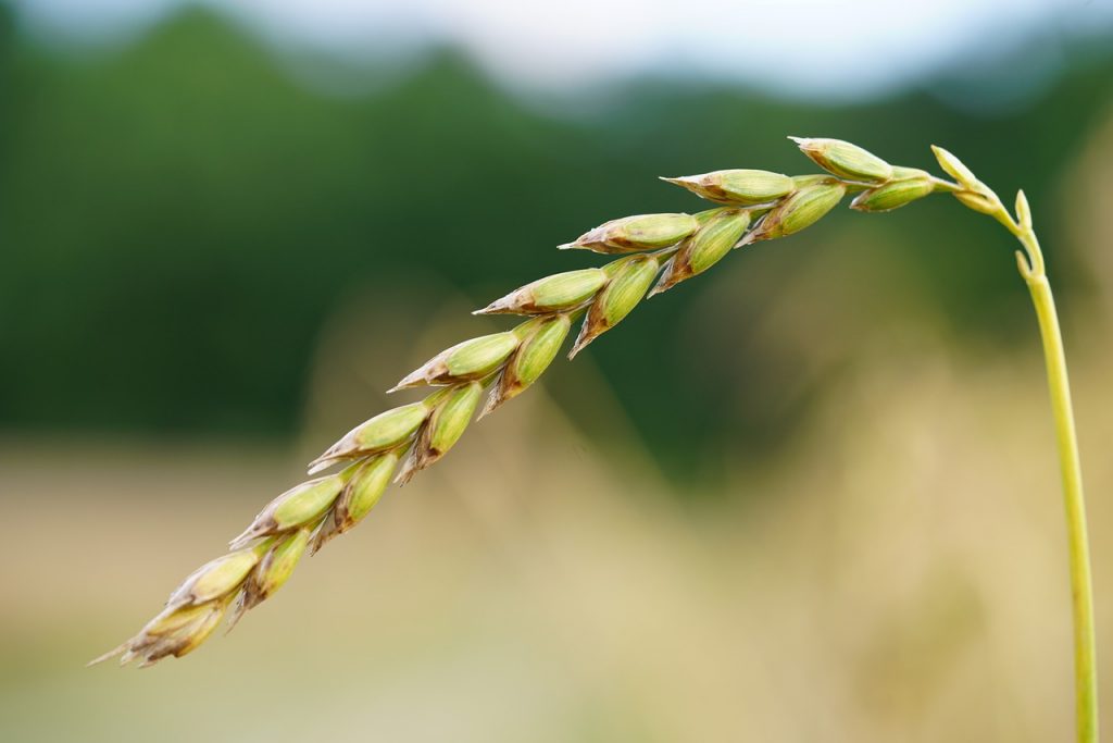 Az egyre egészségtudatosabb táplálkozási szokásokkal sokan újra felfedezték az ősi gabonafajtákat és több gabonahelyettesítő növényt, a tönköly is egyre népszerűbb