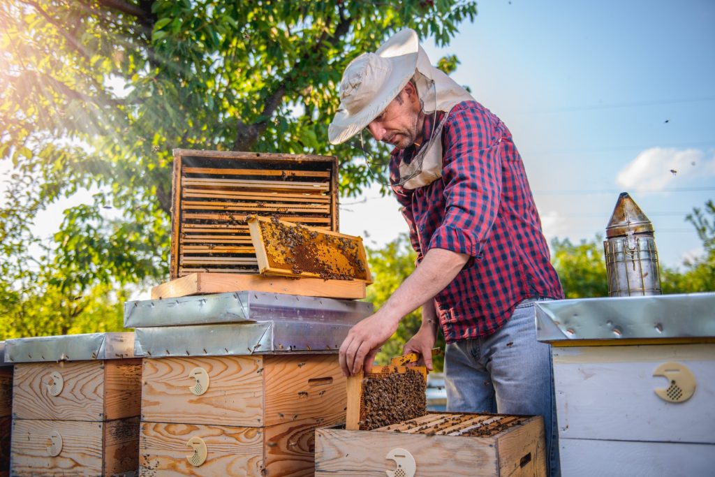 A pálinkakészítés, a zöldség- és gyümölcstermesztés vagy a méhészet is megtanulható a több, választható képzés során