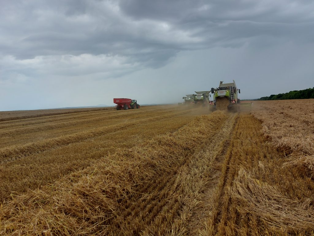 Magyarországon az őszi búza termésátlaga 36,5 százalékkal nőtt 2022-höz viszonyítva, hektáronként 5,8 tonna eredménnyel - Fotó: Magro.hu, CSZS, Dunaszekcső