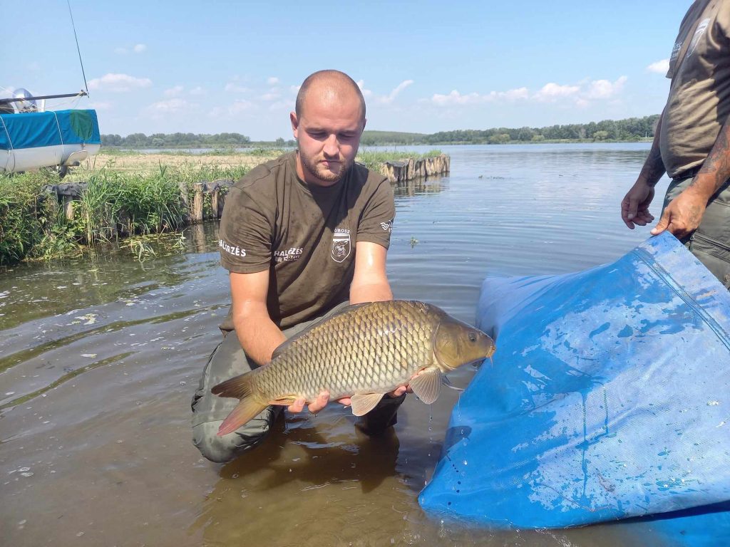 3100 kilogramm többségében fogható méretű, átlagosan 2,2 kilogramm súlyú háromnyaras pontyot helyeztek ki a Tisza-tóba - Fotó: FB