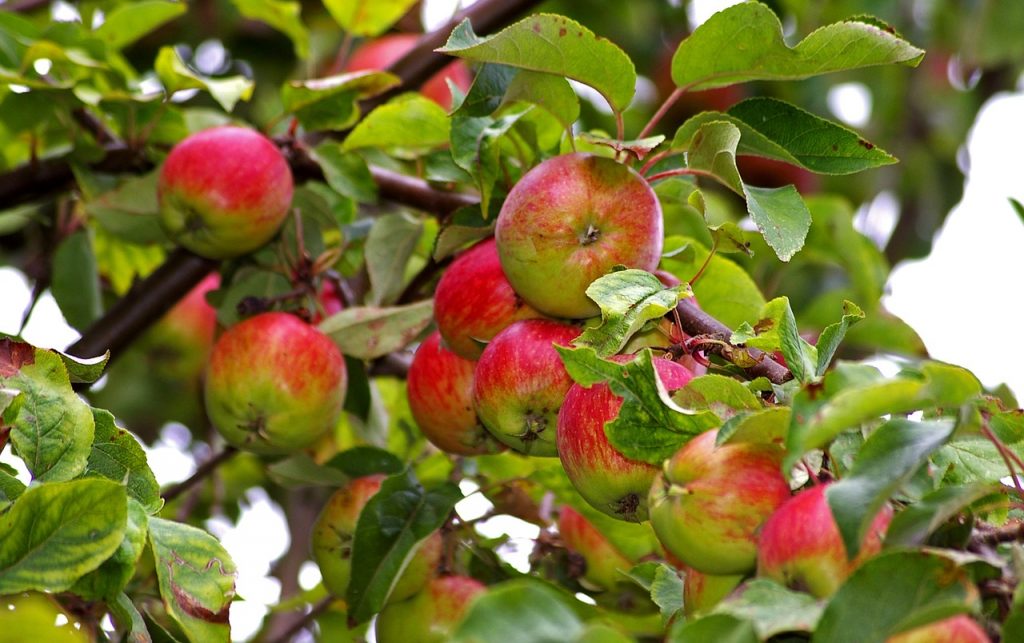 A bőségesebb csapadék hatására az idén nagyobbra nőtt az alma termése. Néhány fajtán már most jelentkezik a kalciumhiány. Még a szüret kezdetéig adagolható levéltrágyaként a foltosodás csökkentése érdekében