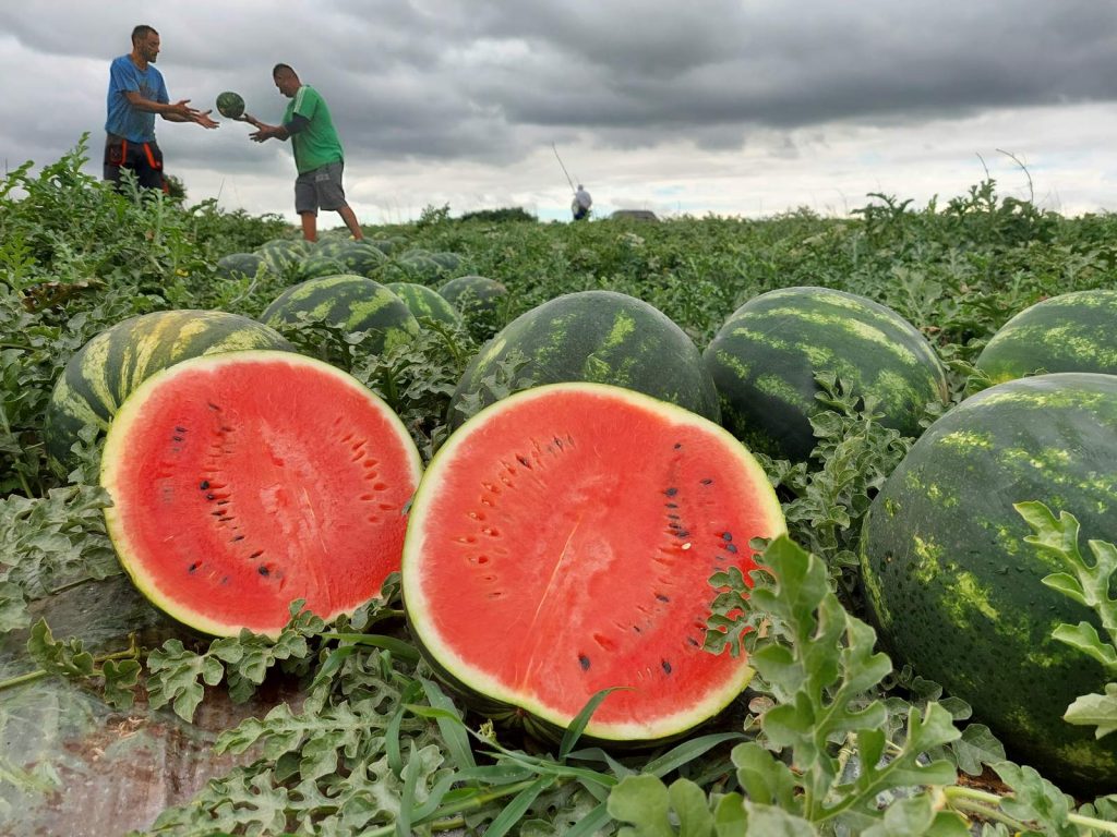 Jól alakul a magyar dinnye értékesítése, a nyári időszakban mintegy 125-130 ezer tonna görögdinnyét és a becslések szerint 10-12 ezer tonna sárgadinnyét takarítottak be a hazai termelők