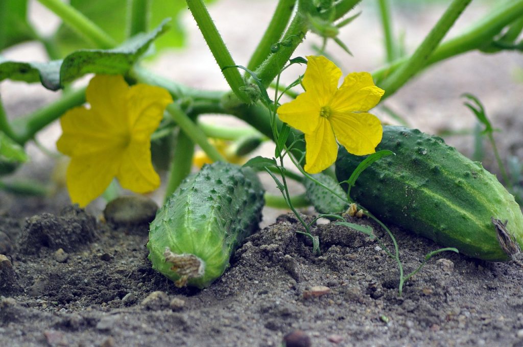 A kiskertek egyik fontos zöldsége az uborka: futtatva nem igényel sok helyet, ráadásul rövid idő alatt termőre fordul