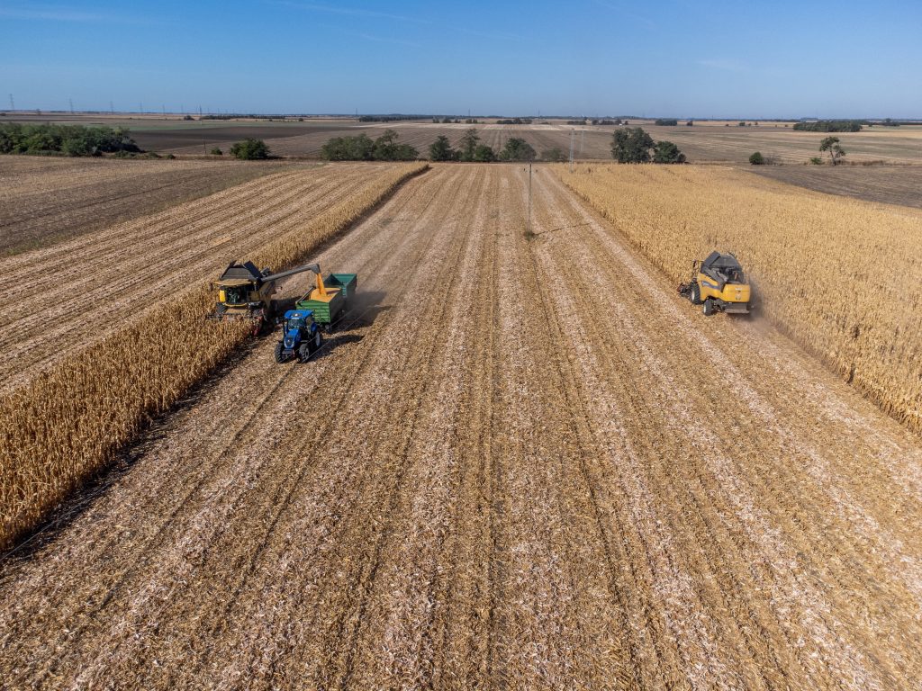 A drónnal készült felvételen kukoricatörő adapterrel felszerelt New Holland típusú kombájnok dolgoznak Orosháza határában 2023. szeptember 20-án. Fotó: MTI/Rosta Tibor
