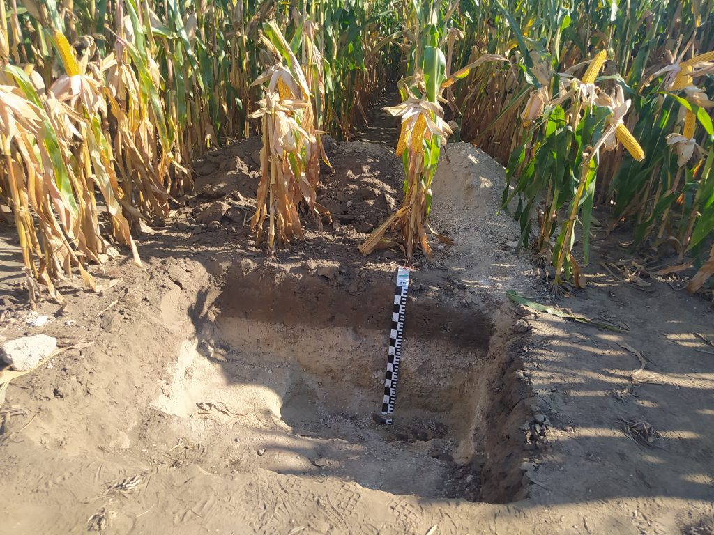 Megásott talaj és a benne található szintek kukorica alatt - Fotó: Magro.hu, CSZS, Bábolna