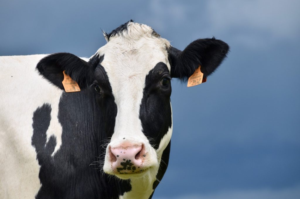  Azok a tehenek, amelyek nagy mennyiségű kolosztrumot termelnek (több mint 8 kg), gyakran alacsonyabb koncentrációjú antitesteket termelnek, valószínűleg a hígítás miatt