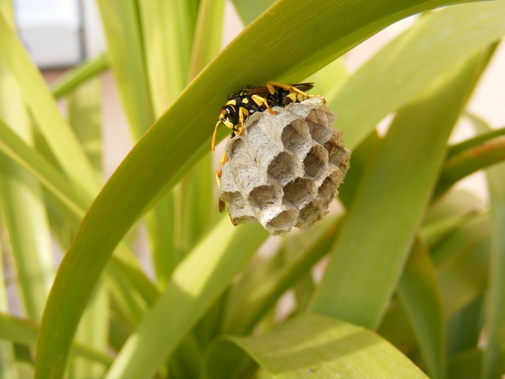 A darazsak egyes fajai a méhek és a méhészek életét is felkavarhatják