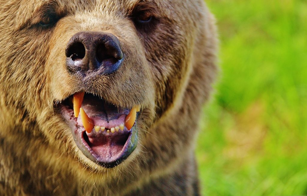 A barnamedve vadászatára vonatkozó törvénytervezetet nyújtott be a román parlamentben Tánczos Barna szenátor: 481 állat kilövését javasolják