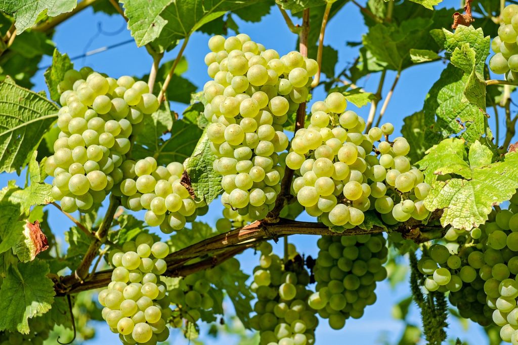 Minden tagországban az államilag engedélyezett szőlőfajták nemzeti fajtalistán tárolódnak, ezek szabadon szaporíthatók, ha nem állnak oltalom alatt 