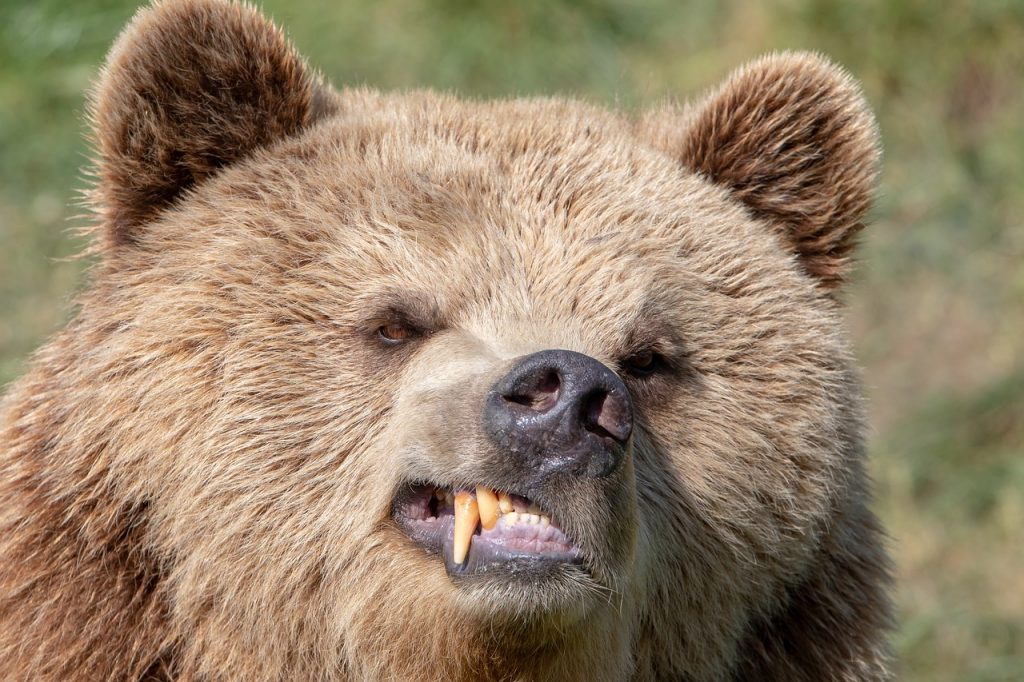 Jelentős, egymillió lejt (75,7 millió forintot) meghaladó kárt okoztak idén november közepéig a medvék Kovászna megyében, Romániában
