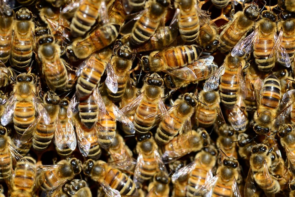 A fertőzés, a  nyúlós költésrothadás bármikor előfordulhat. A spórák ellenállnak a környezeti tényezőknek, és évtizedeken át életképesek maradnak. A fertőzött méhkaptárak elégetése komoly anyagi károkat okoz a méhészeknek