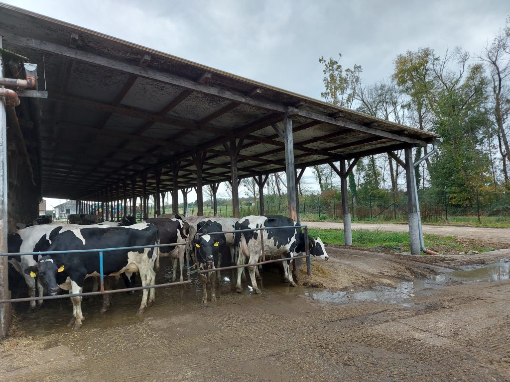Az Alföldi Tej szövetkezeti konstrukcióban működik, a cég 65 magyar tulajdonos, jellemzően állattenyésztő és mezőgazdasági mérnök szakember birtokában van - Fotó: Magro.hu, CSZS, Bogyoszló, illusztráció