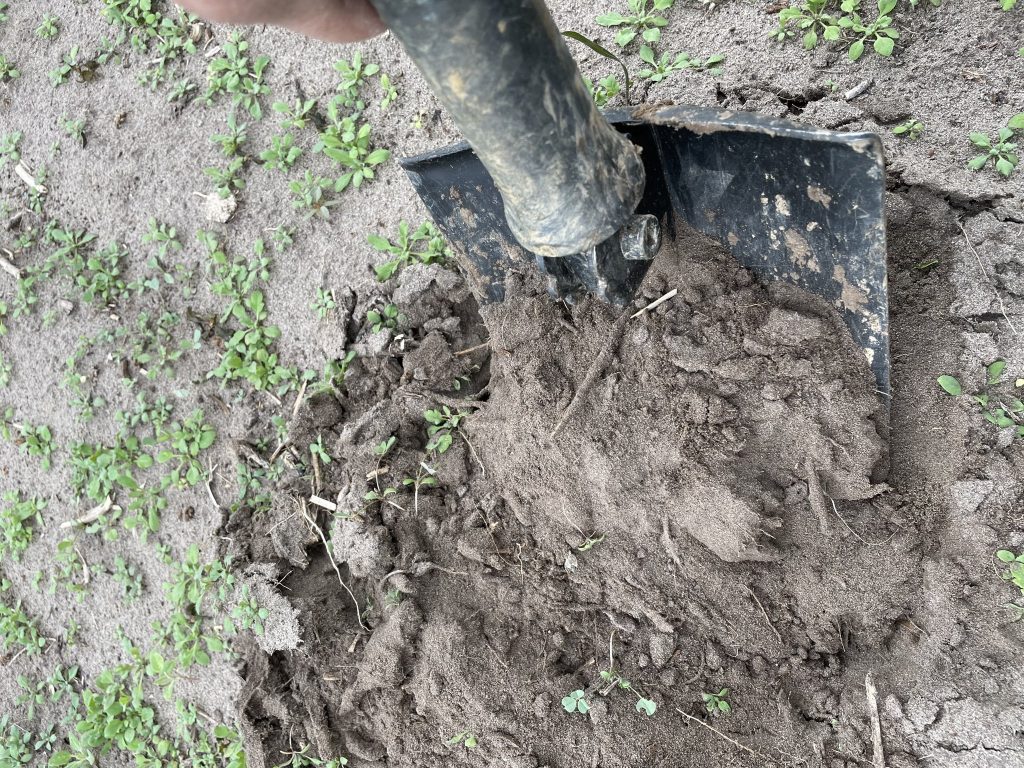 A talajállapot az egyik partnergazdaság földjén - Fotó: ÖMKi