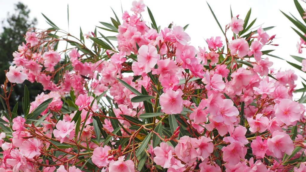 Az oleander gyönyörű, de erősen mérgező virágzó cserje, nem szabad beltérben termeszteni.