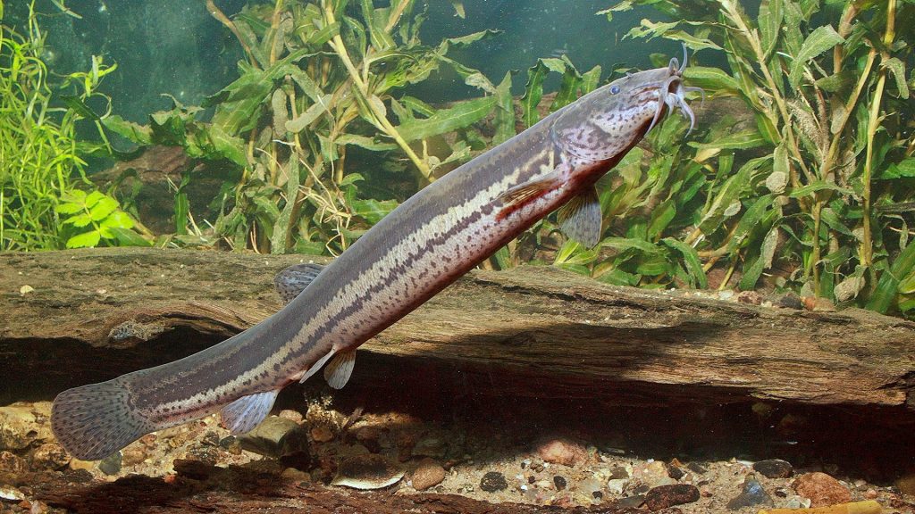 A Magyar Haltani Társaság által kiírt voksoláson a réticsík (Misgurnus fossilis) lett az év hala - Fotó: Magyar Haltani Társaság