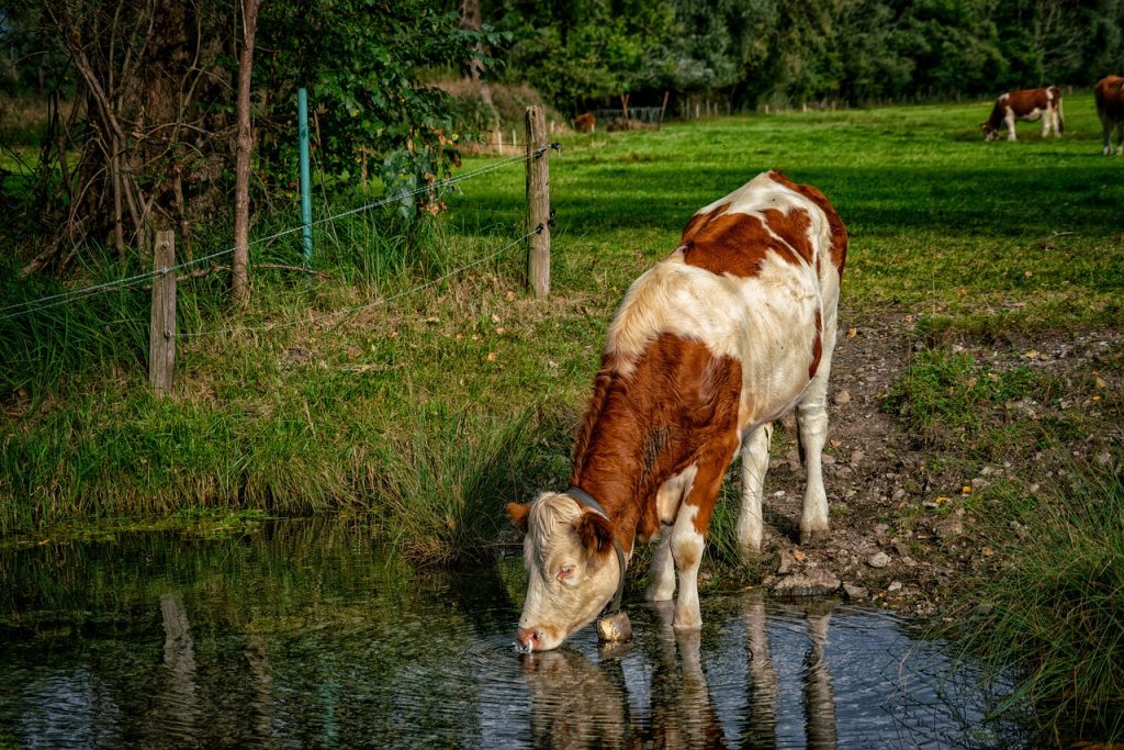 A korábbi időszakhoz képest az Európai Bizottság sokkal szigorúbb feltételekhez kötötte a termeléshez kötött támogatások fennmaradását, a víz keretirányelv és a tejhasznú tehén támogatás igénylés közötti kapcsolat is fontos téma