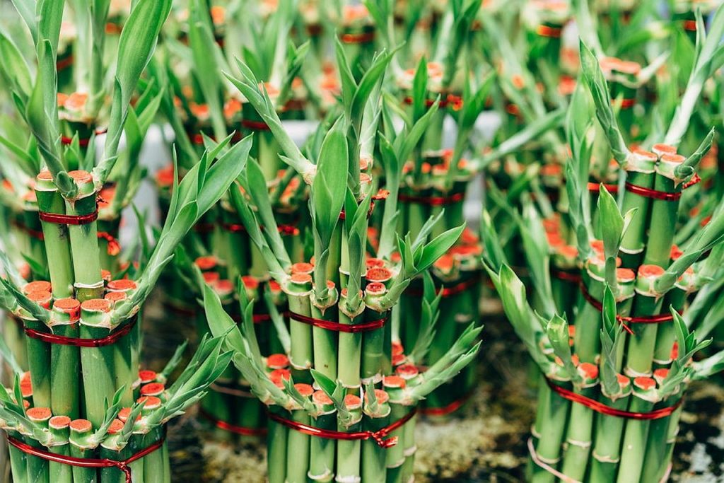  A Feng Shui alapelvei szerint a szerencsés bambusz elrendezésében lévő szárak száma befolyásolhatja, hogy milyen az a szerencse, amelyet vonz. A három szár például a boldogságot, a gazdagságot és a hosszú életet szimbolizálja. 